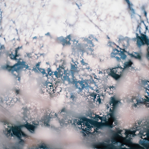 april – tree