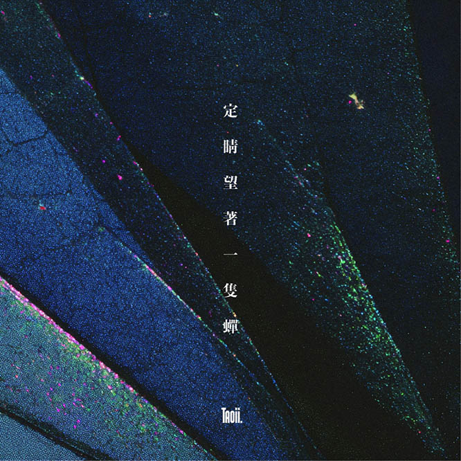 陶薏点 – [定睛望着一只蝉]定睛望著一隻蟬